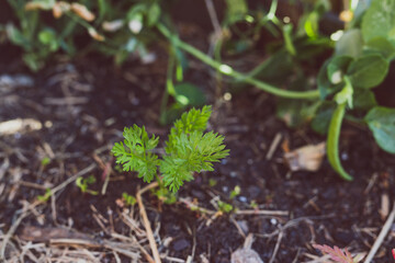 carrot plant outdoor in sunny vegetable garden
