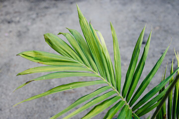 close-up of palm plant outdoor