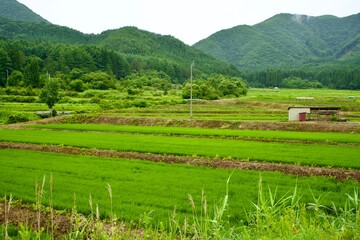 The view of Japanese rice field in Fukushima.