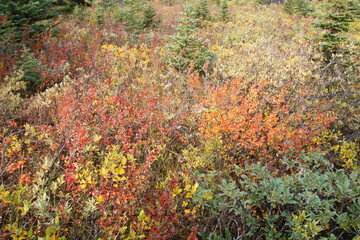 Autumn Brush, Banff National Park, Alberta