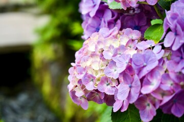 White and Pink hydrangea flower in Japan.