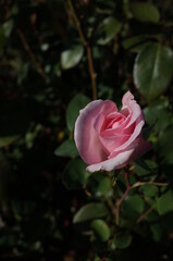 Light Pink Flower of Rose 'Sweet Melina' in Full Bloom
