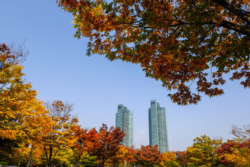 autumn in Seoul forest park