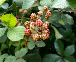 Unripe blackberries on the branches of a green bush.