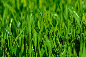 Fresh green grass in sunny day. Natural background. Close up