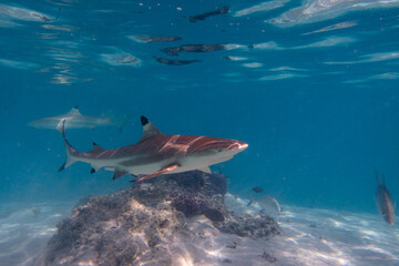 Fototapeta premium pointe noire