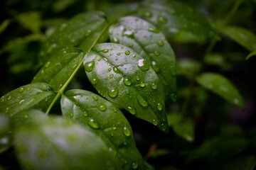 Water drop on green leaf 