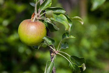 Fresh ripe green apples on tree in summer garden.