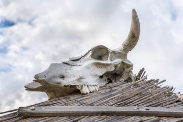 Wild skull on the roof
