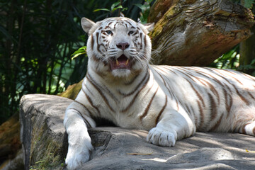 White tiger lying on the ground