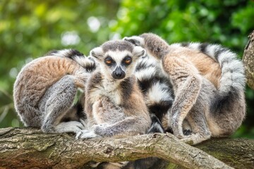 Naklejka na ściany i meble Lemurs on a branch of tree