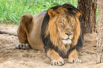 Lion lying and resting on sunny day