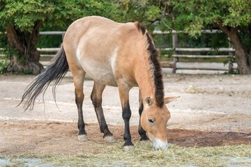 Fototapeta premium Horse of Przewalski grazes in zoological garden