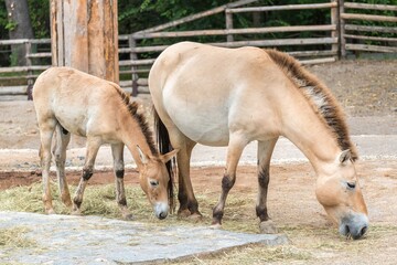 Naklejka na ściany i meble Horses of Przewalski grazes in zoological garden