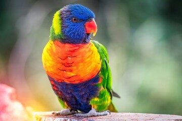 Colorful parrot is sitting in summer sunny day on a branch