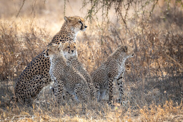 Cheetah mother and her three cubs sitting in dry bush in Ndutu in Tanzania