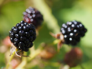 Blackberry close-up. Garden plants and berries.