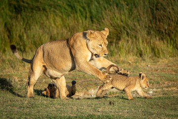 Lioness mother playing with her two small lion cubs in Ndutu in Tanzania