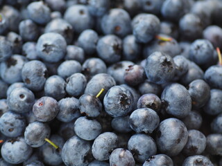 Blueberries close up. Forest and garden plants and berries.