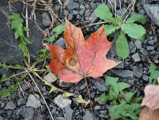 Leaf found in Crescent Lake, located in Plainville, CT