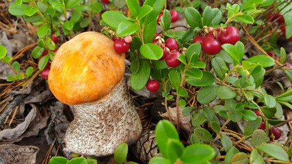 mushrooms in the forest