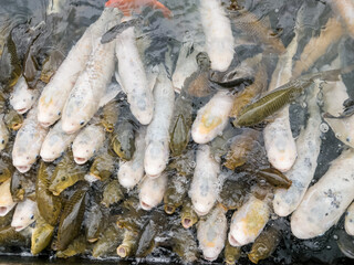 white, black and gold carp feeding frenzy in pond