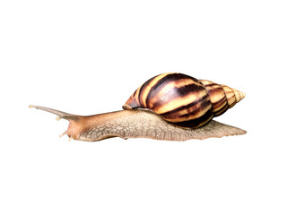 Close up snail isolated on white background with clipping path