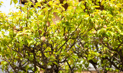 Young green ume plum fruit on a tree., Japan plum.