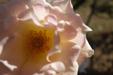 Faint Pink Flower of Rose 'Ukigumo' in Full Bloom
