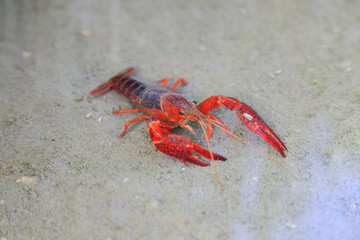 Crayfish Procambarus Clarkii Ghost on nature background