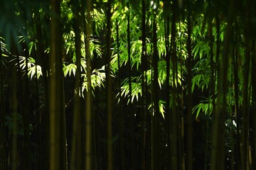 Natural background material / Bamboo forest