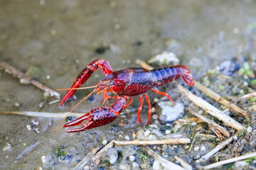 Crayfish Procambarus Clarkii Ghost on nature background