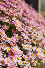 Colorful Margaret flower background., Daisy