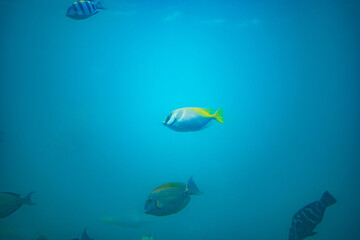 Fototapeta na wymiar 海中で泳ぐたくさんの魚