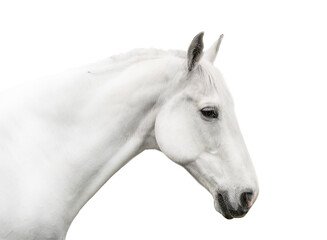 portrait white horse isolated on white background - obrazy, fototapety, plakaty