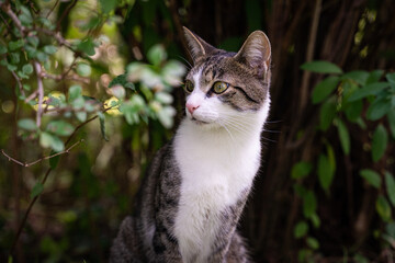 Katze, Haustier, schauen, Natur, blicken , Augen