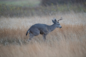 Male Mule Deer in the Bush