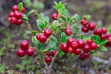 Red lingonberries grow naturally. Berries. A photo with a shallow depth of field. Selective focusing.