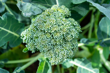 Ripe green broccoli cabbage growing in the garden and ready to harvest