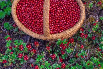 Red lingonberries grow naturally. Berries. Basket with red berries. A photo with a shallow depth of...