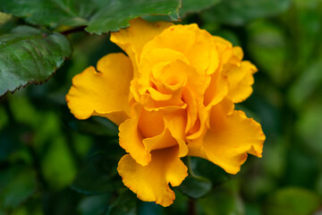 Blooming yellow rose close-up in the garden