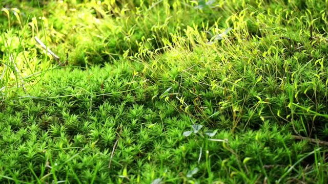 Macro shot of moss (class Bryopsida) showing sporophyte and gametophyte structures.