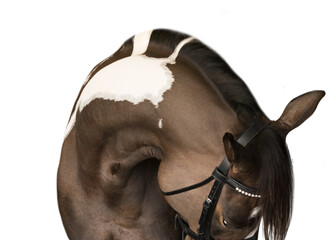 horse portrait arched neck on white background