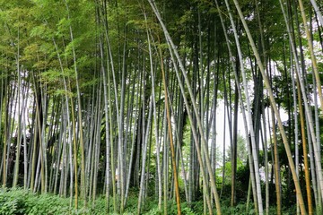 日本の古い民家の竹