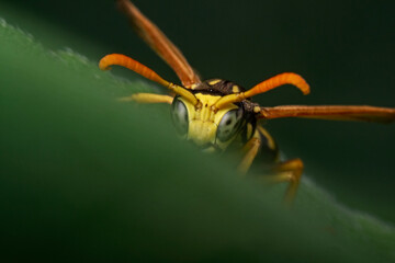 European paper wasp, Gallische Feldwespe (Polistes dominulus)
