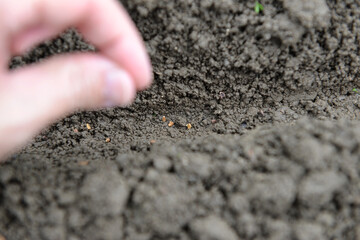 ニンジンの種まき（大人の手）