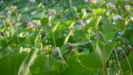 Lotus flowers in the pond. natural beauty.