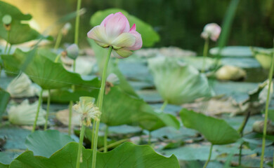 Lotus flowers in the pond. natural beauty.