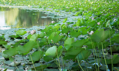 Lotus flowers in the pond. natural beauty.