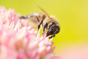 Honey bees collect pollen Spiraea flower. Macro shot.
